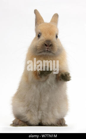 Lapin brun debout, contre fond blanc Banque D'Images