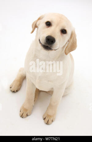Chiot Labrador Retriever jaune, 4 mois, assis et regardant vers le haut, contre fond blanc Banque D'Images