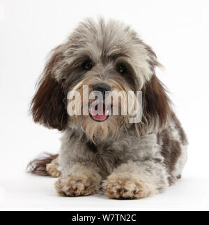 Fluffy-noir et gris Daxie-doodle, cailloux, couché avec la tête relevée, against white background Banque D'Images