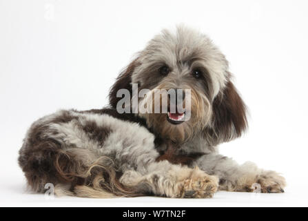 Fluffy-noir et gris Daxie-doodle, cailloux, couchée et à par-dessus son épaule, contre fond blanc Banque D'Images