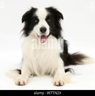 Le noir et blanc chien Border Collie, Ben, couché avec la tête relevée, against white background Banque D'Images