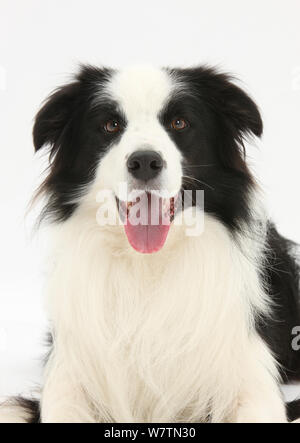 Le noir et blanc chien Border Collie, Ben, couché avec la tête relevée, against white background Banque D'Images