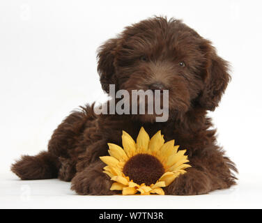 Labradoodle puppy Chocolat, 9 semaines, avec le tournesol, against white background Banque D'Images