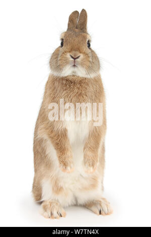 Sandy Netherland dwarf-cross, Peter rabbit, debout, contre fond blanc [] Banque D'Images