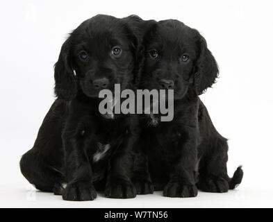 Chiots Cocker noir, contre fond blanc Banque D'Images