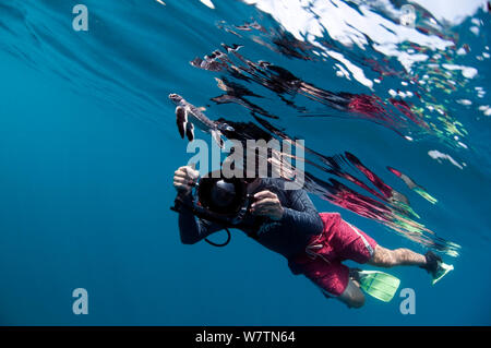 La tortue verte (Chelonia mydas) la natation, avec le photographe, l'île de Karan, l'Arabie Saoudite. Banque D'Images