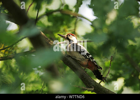 Pic mar (Dendrocopos syriacus syrien) perché dans les arbres de chêne près de Tiszaalpar, Hongrie, juin. Banque D'Images