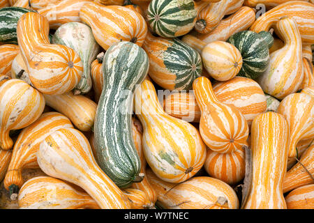 Cushaw squash, Ashe Comté (Caroline du Nord, USA, octobre. Banque D'Images