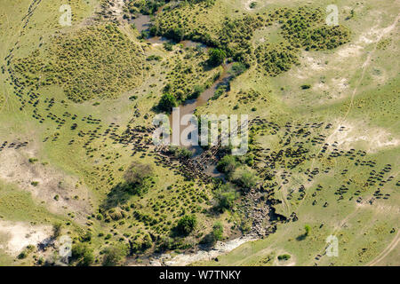 Le Gnou (Connochaetes taurinus) migration, vue aérienne de la rivière traversée, Masai-Mara game reserve, Kenya, septembre Banque D'Images