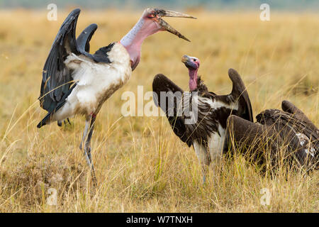 Coprin micacé (Torgos micaceus) en conflit avec marabou stork (crumeniferus Flamant rose (Phoenicopterus ruber) Masai-Mara game reserve, Kenya, Août Banque D'Images