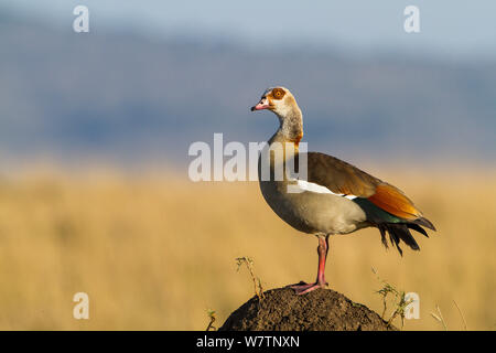 Egyptian goose (Alopochen aegyptiacus) sur une colline de termites, Masai-Mara game reserve, Kenya, octobre Banque D'Images