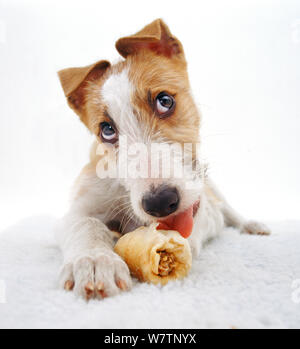 Lurcher pup, Kipling, bénéficiant d'une mâcher de Rawhide, against white background Banque D'Images