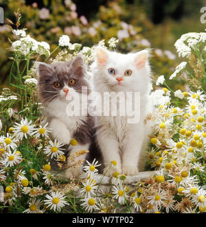 Blue bicolor et odd-eyed-chatons persan blanc croix parmi les fleurs d'achillée et maywood. Banque D'Images
