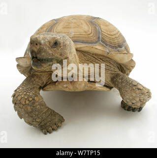 Tortue géante de l'Afrique (Testudo sulcata) portrait, contre fond blanc Banque D'Images