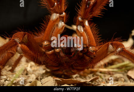 Goliath bird-Theraphosa leblondii (araignée manger / blondi) agressif, captive depuis la Guyane française. Banque D'Images