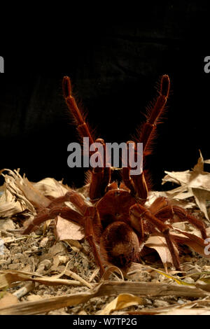 Goliath bird-Theraphosa leblondii (araignée manger / blondi) agressif, captive depuis la Guyane française. Banque D'Images