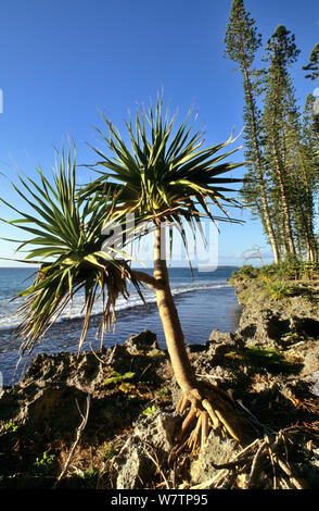 Screwpine Pandanus tectorius (chaume) et pin Cook (Araucaria columnaris) l'île des Pins, Nouvelle Calédonie. Banque D'Images