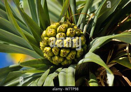 (Screwpine Pandanus tectorius) l'île des Pins, Nouvelle Calédonie. Banque D'Images