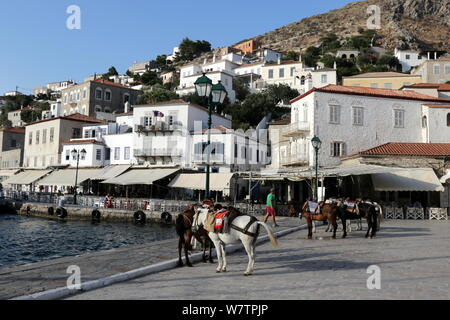 Mules en attente de client au port d'Hydra, dans la ville d''Hydra, l'île d'Hydra, Grèce. Banque D'Images