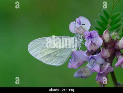 Papillon blanc en bois (Leptidea sinapis) sur flower,Viscos, Parc National des Pyrénées, Hautes Pyrenees, France, en juillet. Banque D'Images