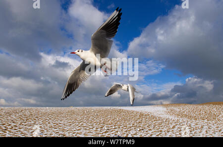 Deux goélands à tête noire (Chroicocephalus / Larus ridibundus) en vol au dessus de la plage couverte de neige, de l'East Anglia, Royaume-Uni, janvier. Banque D'Images