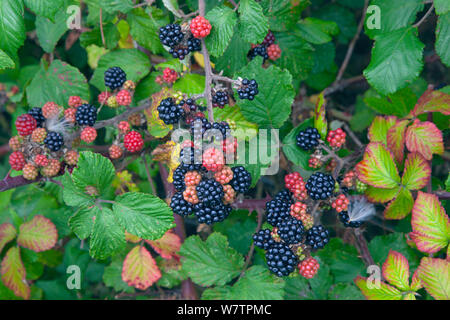 Les mûres (Rubus fruticosus) dans la région de Piedmont, Norfolk, UK, septembre. Banque D'Images