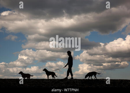 *** Silhouette de femme marche trois retrievers du Labrador sur la plage de Dunwich, Suffolk, Royaume-Uni, août 2010. Modèle composite, libérés. Banque D'Images