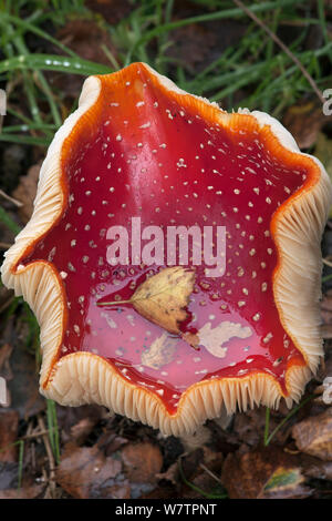 Agaric Fly (Amanita muscaria) champignons, Kelling Heath, Norfolk, UK, octobre Banque D'Images