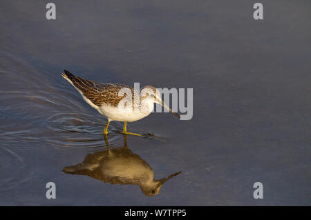 Chevalier aboyeur (Tringa nebularia) marcher dans l'eau peu profonde, Titchwell, Norfolk, UK, octobre. Banque D'Images