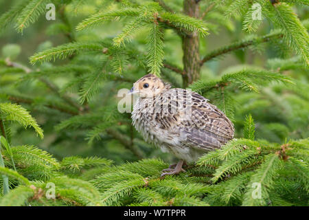 *** Les jeunes faisan commun (Phasianus colchicus) perché en conifère, Royaume-Uni, juin. Banque D'Images