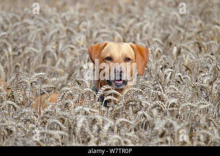 Yellow Labrador retriever debout dans longtemps au moment de la récolte des cultures de blé, Norfolk, Royaume-Uni, août. Banque D'Images