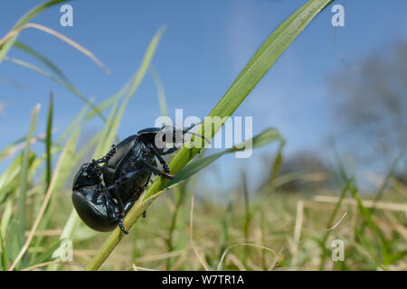 Les coléoptères à nez sanglant (Timarcha tenebricosa) l'accouplement sur une tige d'herbe dans une prairie prairie de craie, Wiltshire, UK, avril. Banque D'Images