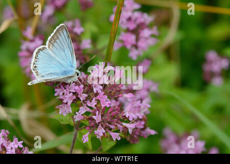 Homme Chalkhill blue (Lysandra corydon) se nourrissant de fleurs sauvages La marjolaine (Origanum vulgare) dans une prairie prairie de craie, Wiltshire, Royaume-Uni, août. Banque D'Images