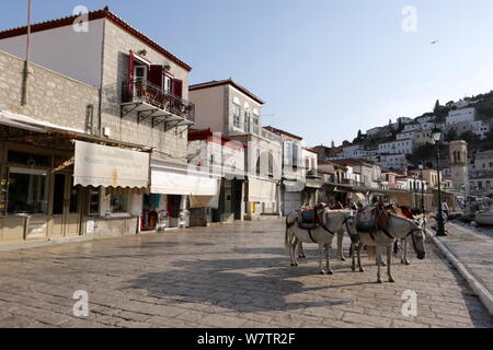 Mules en attente de client au port d'Hydra, dans la ville d''Hydra, l'île d'Hydra, Grèce. Banque D'Images