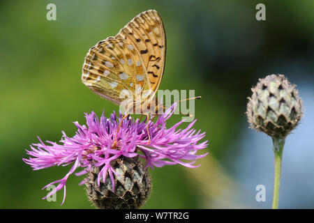 Dark green fritillary (Argynnis aglaja papillon) se nourrissant sur une plus grande fleur de centaurée (Centaurea scabiosa) dans une prairie prairie de craie, Wiltshire, Royaume-Uni, juillet. Banque D'Images