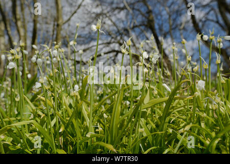 Low angle view of Few-flowered poireau (l'Allium paradoxum) une espèce asiatique très envahissante qui déplace l'printemps flore indigène au Royaume-Uni, de plus en plus d'un tapis dense, Marlborough Downs woodland, Wiltshire, UK, avril. Banque D'Images