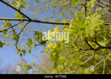 Érable de Norvège (Acer platanoides) jeunes feuilles et des fleurs au printemps, Wiltshire, Royaume-Uni, mai. Banque D'Images