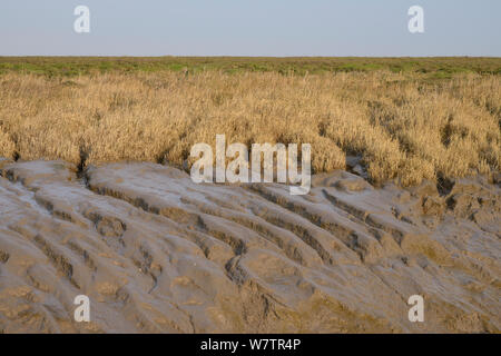 Saltmarsh edge et cordon commun (Spartina anglica herbe) la stabilisation des vasières à marée frangeant creek, estuaire du Severn, Somerset, Royaume-Uni, mars. Banque D'Images