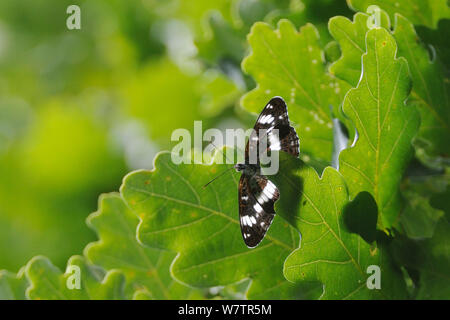 L'amiral blanc mâle papillon (Limenitis camilla) perché sur les feuilles de chêne éclairée par le haut dans un arbre, garde son territoire, Woodland edge, Wiltshire, Royaume-Uni, juillet. Banque D'Images