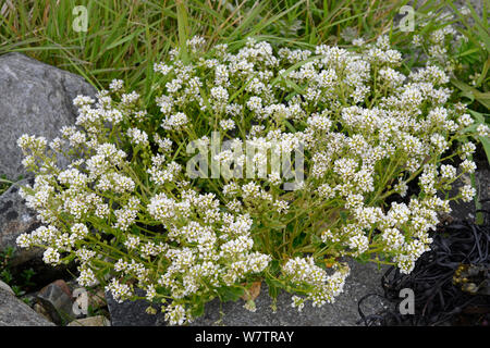 Le scorbut (commune d'herbe Cochlearia officinalis), Shetland, Scotland, UK, mai. Banque D'Images