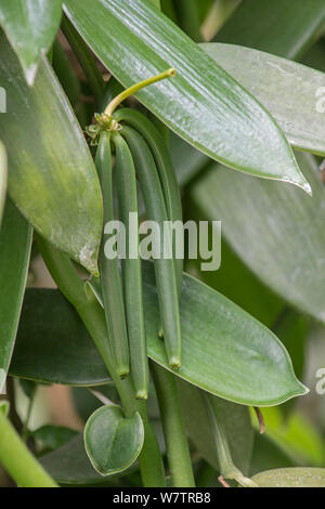 La vanille (Vanilla planifolia) fruits gousses sur vigne, Eden Project, Cornwall, England, UK, originaire du Mexique. Banque D'Images