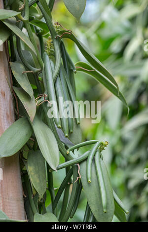La vanille (Vanilla planifolia) fruits gousses sur vigne, Eden Project, Cornwall, England, UK, originaire du Mexique. Banque D'Images