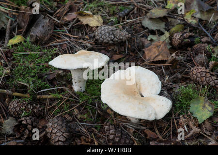 Hydnum repandum hedgehog (bois) champignons poussant dans les bois, Surrey, Angleterre, Royaume-Uni, septembre. Edible Banque D'Images