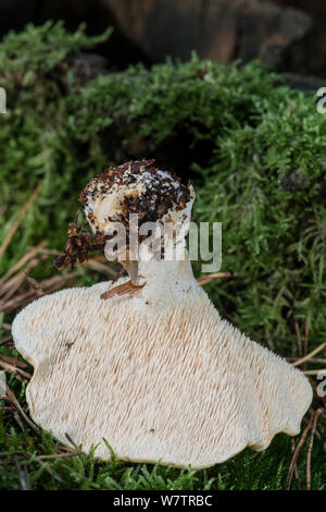 Hydnum repandum hedgehog (bois) champignons, retroussé de montrer des épines, Surrey, Angleterre, Royaume-Uni, septembre.Edible Banque D'Images