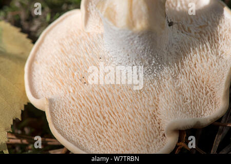 Hydnum repandum hedgehog (bois) champignons, retroussé de montrer des épines, Surrey, Angleterre, Royaume-Uni, septembre. Banque D'Images