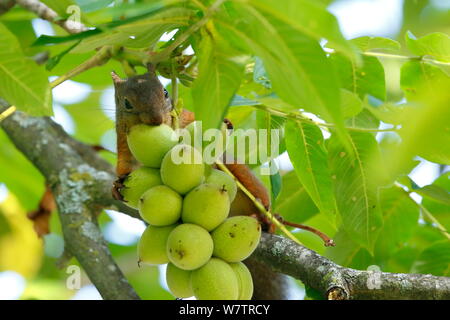 L'écureuil japonais (Sciurus lis) se nourrissant de noyer (Juglans ailantifolia), Mont Yatsugatake, Nagano Prefecture, Japon, juillet. Les espèces endémiques. Banque D'Images