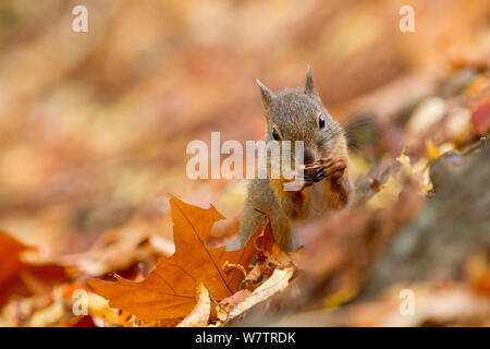 L'écureuil japonais (Sciurus lis) se nourrissant de noyer dans les feuilles d'automne , Mont Yatsugatake, Nagano Prefecture, Japon, novembre. Les espèces endémiques. Banque D'Images