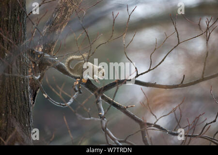 L'écureuil japonais (Sciurus lis) petits au cours premier hiver, Mont Yatsugatake, Nagano Prefecture, Japon, février. Les espèces endémiques. Banque D'Images