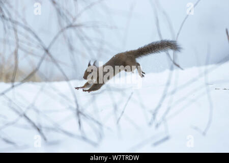 L'écureuil japonais (Sciurus lis) à courir après une femelle en oestrus, dans la neige, le Mont Yatsugatake, Nagano Prefecture, Japon, février. Les espèces endémiques. Banque D'Images