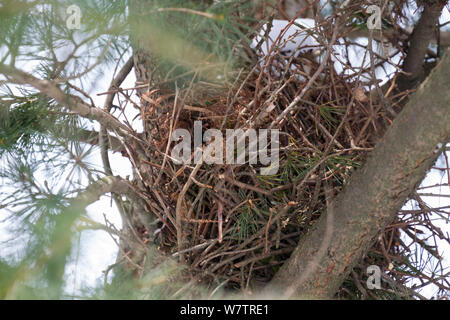 L'écureuil japonais (Sciurus lis) drey dans les branches d'arbres , Mont Yatsugatake, Nagano Prefecture, Japon, février. Les espèces endémiques. Banque D'Images